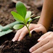 hands in the dirt with a small spruce coming from the soil